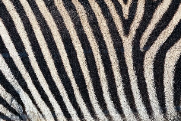 Jones, Adam 아티스트의 Burchells zebra pattern of black and white stripes작품입니다.